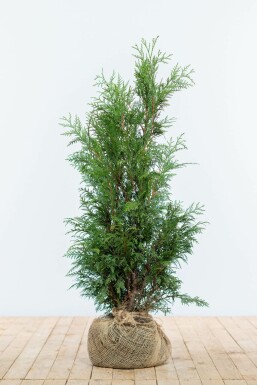 Thuja Plicata Martin 80-100 cm