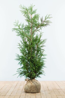 Thuja Plicata Martin 100-125 cm