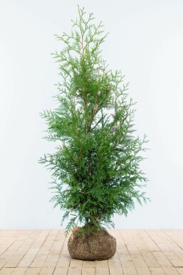 Thuja Plicata Martin 125-150 cm
