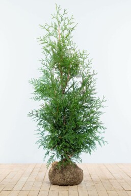 Thuja Plicata Martin