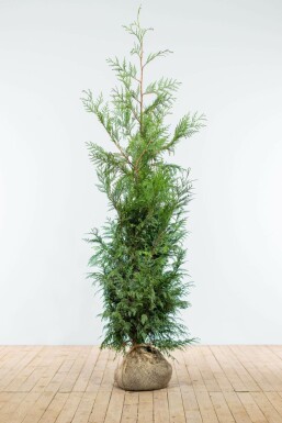 Thuja Plicata Martin 150-175 cm