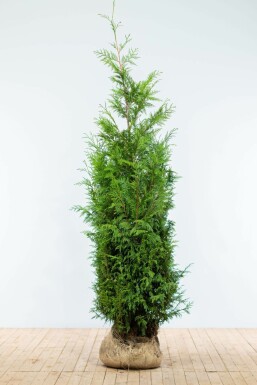Thuja Plicata Martin 175-200 cm