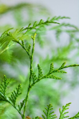 Thuja Plicata Martin 175-200 cm