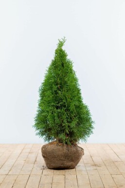 Westerse levensboom Thuja occidentalis Smaragd Haag 60-80 Kluit Thuja Occidentalis Smaragd 60-80 cm