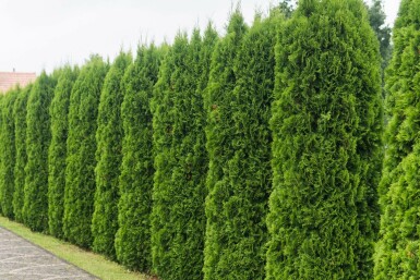 Westerse levensboom Thuja occidentalis Smaragd Haag 60-80 Kluit Thuja Occidentalis Smaragd 60-80 cm