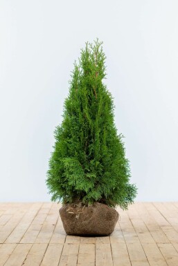 Thuja Occidentalis Smaragd 80-100 cm