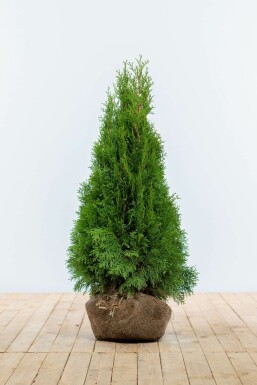 Thuja Occidentalis Smaragd