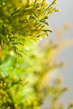 Thuja Occidentalis Smaragd 80-100 cm