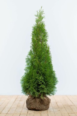 Thuja Occidentalis Smaragd 100-120 cm