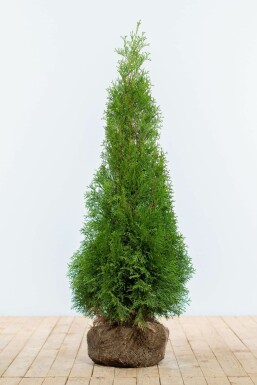 Thuja Occidentalis Smaragd