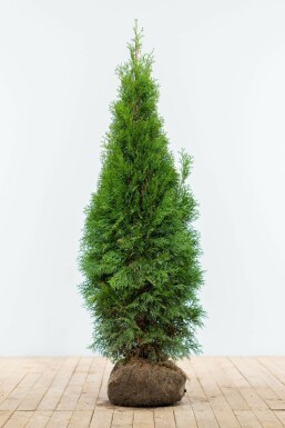 Westerse levensboom Thuja occidentalis Smaragd Haag 120-140 Kluit