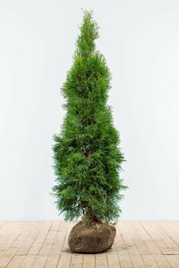 Thuja Occidentalis Smaragd