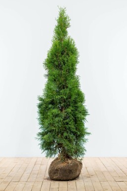 Westerse levensboom Thuja occidentalis Smaragd Haag 140-160 Kluit Thuja Occidentalis Smaragd 140-160 cm