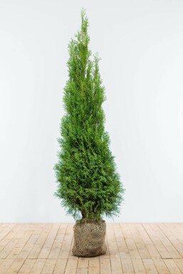 Westerse levensboom Thuja occidentalis Smaragd Haag 160-180 Kluit Thuja Occidentalis Smaragd 160-180 cm