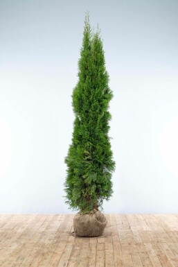 Westerse levensboom Thuja occidentalis Smaragd Haag 200-225 Kluit Thuja Occidentalis Smaragd 200-225 cm