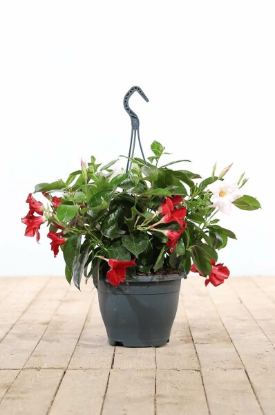 Dipladenia / Mandevilla hangpot 35-40 cm