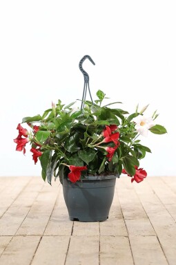 Dipladenia / Mandevilla hangpot 35-40 cm