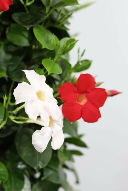 Mandevilla Mandevilla Sanderi Hangpot Rood/Wit 35-40 Pot