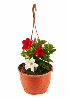 Dipladenia / Mandevilla hangpot 35-40 cm