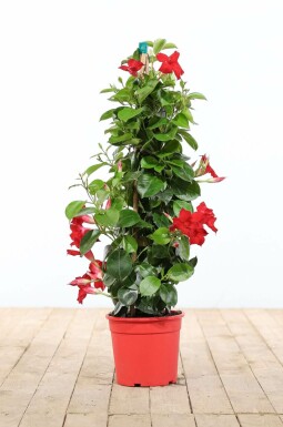 Mandevilla Mandevilla Sanderi Pyramide Rood 100-120 Pot Dipladenia / Mandevilla pyramide 100-120 cm