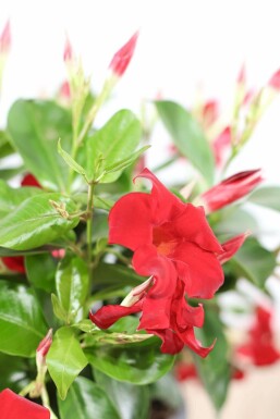 Dipladenia / Mandevilla pyramide 100-120 cm