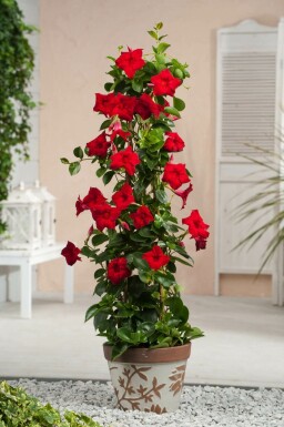 Dipladenia / Mandevilla pyramide 100-120 cm