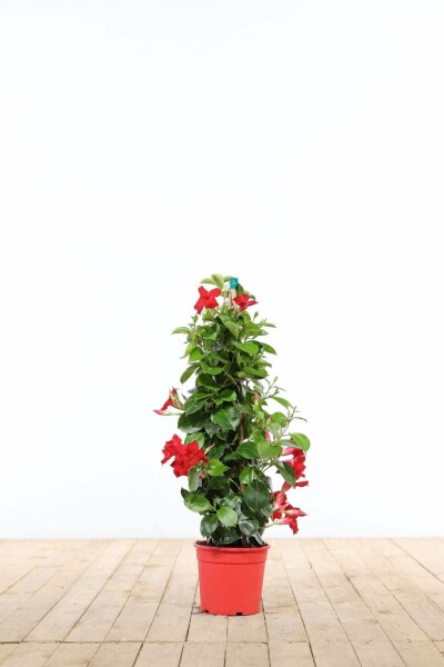 Mandevilla Mandevilla Sanderi Pyramide Rood 35-40 Pot Dipladenia / Mandevilla pyramide 35-40 cm