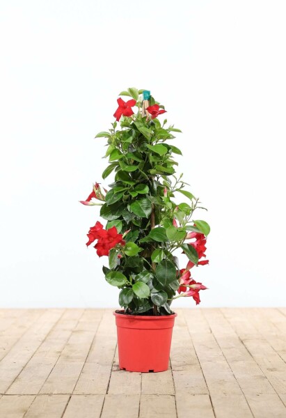 Mandevilla Mandevilla Sanderi Pyramide Rood 80-100 Pot Dipladenia / Mandevilla pyramide 80-100 cm