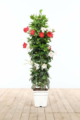 Mandevilla Mandevilla Sanderi Pyramide Rood/Wit 100-120 Pot Dipladenia / Mandevilla pyramide 100-120 cm
