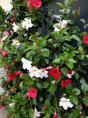 Mandevilla Mandevilla Sanderi Pyramide Rood/Wit 100-120 Pot Dipladenia / Mandevilla pyramide 100-120 cm