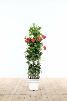 Mandevilla Mandevilla Sanderi Pyramide Rood/Wit 35-40 Pot Dipladenia / Mandevilla pyramide 35-40 cm