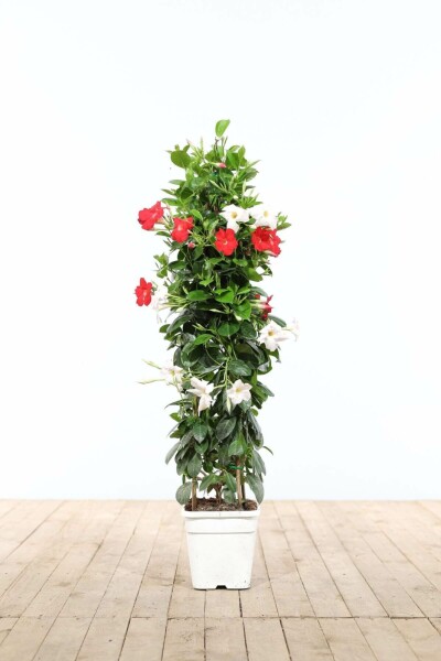 Mandevilla Mandevilla Sanderi Pyramide Rood/Wit 60-70 Pot Dipladenia / Mandevilla pyramide 60-70 cm