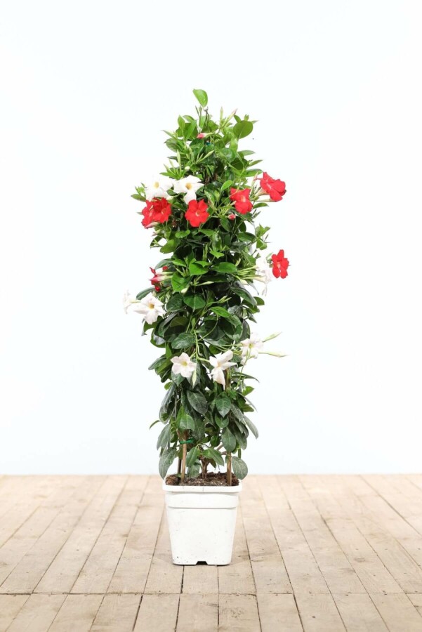 Dipladenia / Mandevilla pyramide Dipladenia / Mandevilla pyramide