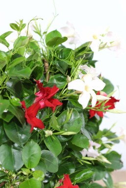 Dipladenia / Mandevilla pyramide 80-100 cm