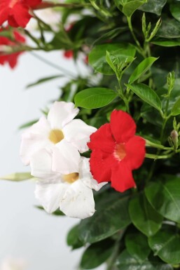 Mandevilla Mandevilla Sanderi Pyramide Rood/Wit 80-100 Pot Dipladenia / Mandevilla pyramide 80-100 cm