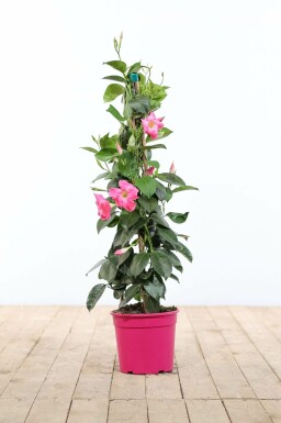 Dipladenia / Mandevilla pyramide 100-120 cm