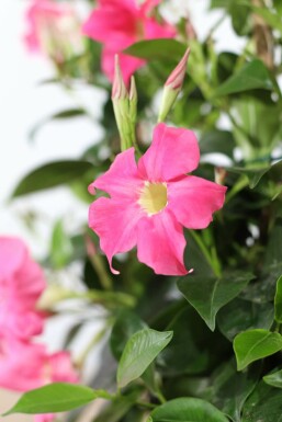 Dipladenia / Mandevilla pyramide 100-120 cm