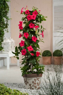 Mandevilla Mandevilla Sanderi Pyramide Rose 100-120 Pot Dipladenia / Mandevilla pyramide 100-120 cm