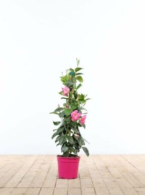 Dipladenia / Mandevilla pyramide 35-40 cm