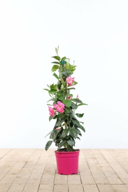 Mandevilla Mandevilla Sanderi Pyramide Rose 60-70 Pot Dipladenia / Mandevilla pyramide 60-70 cm