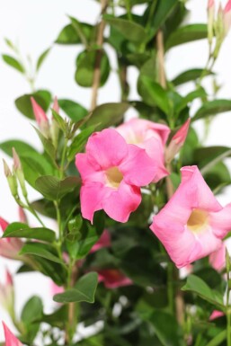 Mandevilla Mandevilla Sanderi Pyramide Rose 60-70 Pot