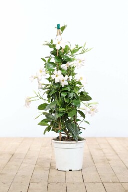 Mandevilla Mandevilla Sanderi Pyramide Wit 100-120 Pot Dipladenia / Mandevilla pyramide 100-120 cm