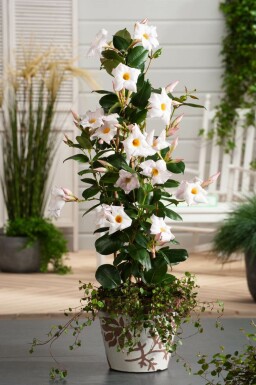 Mandevilla Mandevilla Sanderi Pyramide Wit 100-120 Pot Dipladenia / Mandevilla pyramide 100-120 cm