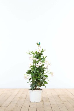 Mandevilla Mandevilla Sanderi Pyramide Wit 35-40 Pot Dipladenia / Mandevilla pyramide 35-40 cm