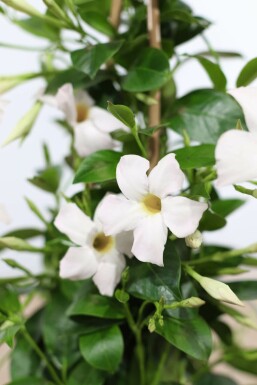 Dipladenia / Mandevilla pyramide 35-40 cm