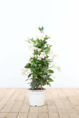 Dipladenia / Mandevilla pyramide 80-100 cm