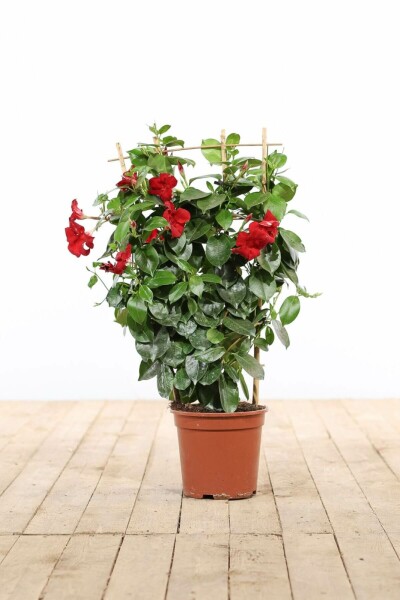 Mandevilla Mandevilla Sanderi Rek Rood 35-40 Pot Dipladenia / Mandevilla rek 35-40 cm