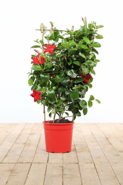 Mandevilla Mandevilla Sanderi Rek Rood 60-70 Pot Dipladenia / Mandevilla rek 60-70 cm