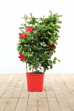 Mandevilla Mandevilla Sanderi Rek Rood 60-70 Pot