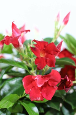 Mandevilla Mandevilla Sanderi Rek Rood 60-70 Pot